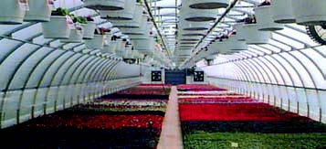 تجهیزات گلخانه ای - سیستم سرمایشی گلخانه - سیستم پوشال و پنکه که در انتهای گلخانه نصب گردیده است.
