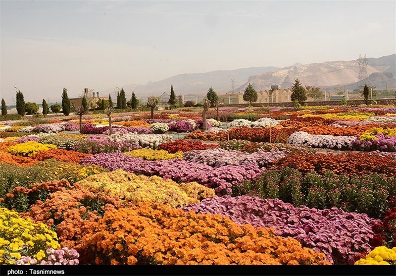 افتتاح نمایشگاه گل برازجان
