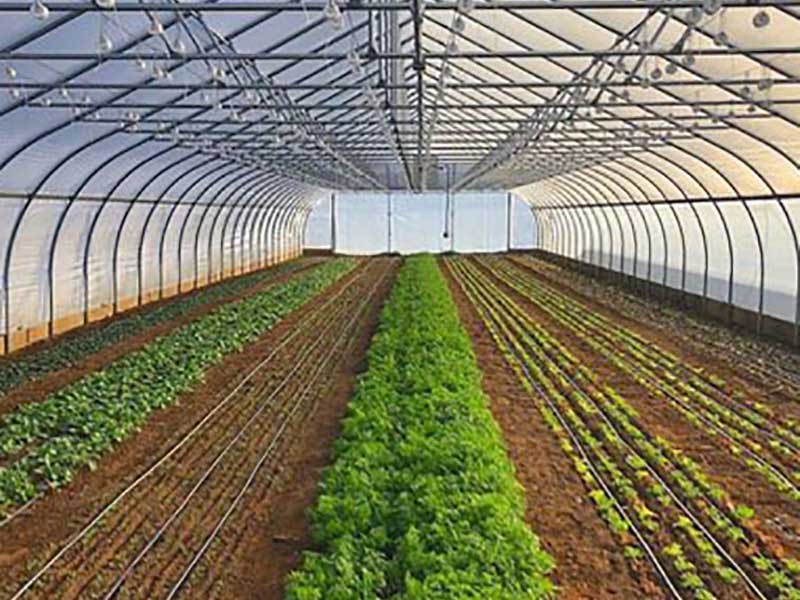 التثقيف حول الصوبات الزراعية - أهمية زراعة محاصيل الدفيئة (الجزء الأول)