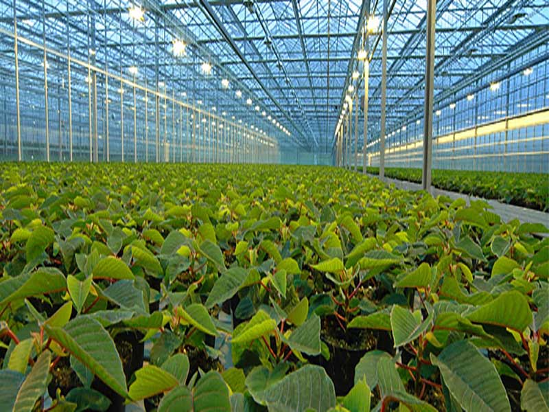 Lack of standards for greenhouses in Iran