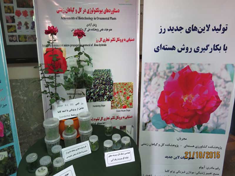جشنواره گل های داوودی محلات 1394