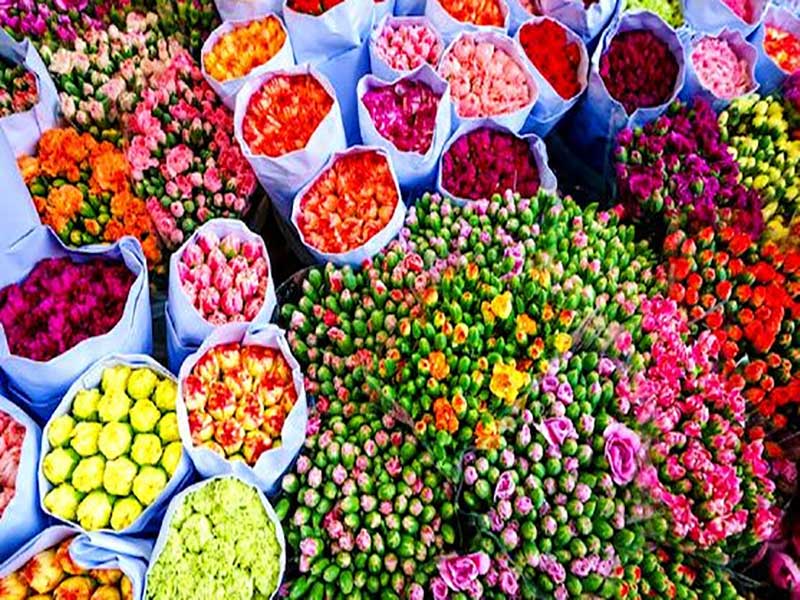 إيران منتجة أغلى الزهور في العالم / 1000 مليار تومان من المنشآت ستدفع لأصحاب البيوت البلاستيكية في بكداشت