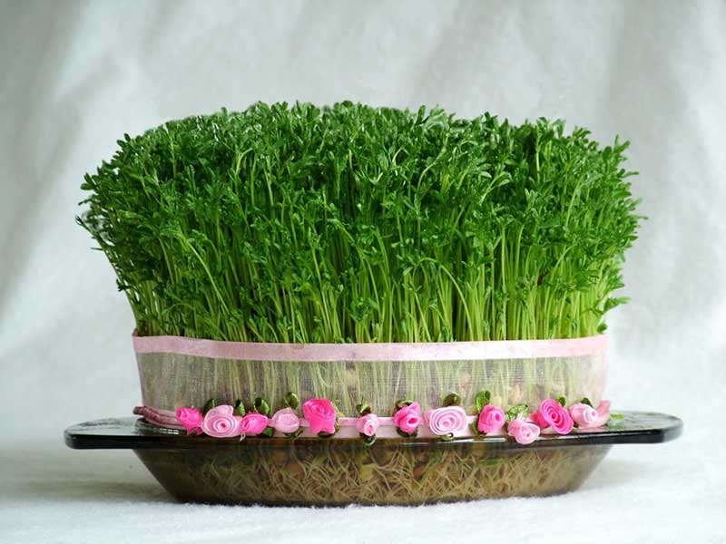 Different methods of planting Eid greenery - Nowruz 1396
