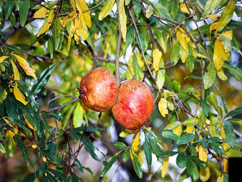 What is the reason for the yellowing of pomegranate leaves? Pomegranate tree breeding