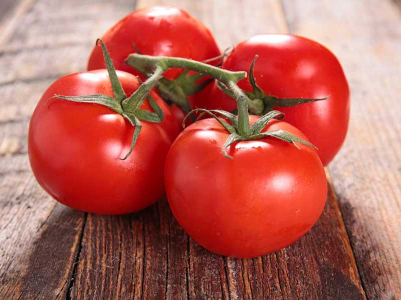 زراعة الطماطم الدفيئة - الفصل الأول