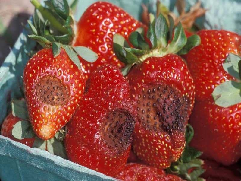 Types of strawberry diseases and how to manage them Chapter 3