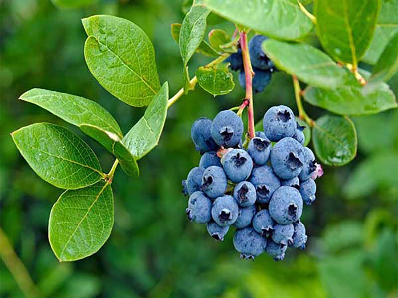 معرفی زغال اخته آبی  Blueberry