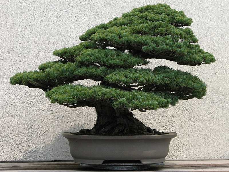 Best nutrition conditions, weather, soil, light and lighting of bonsai flowers