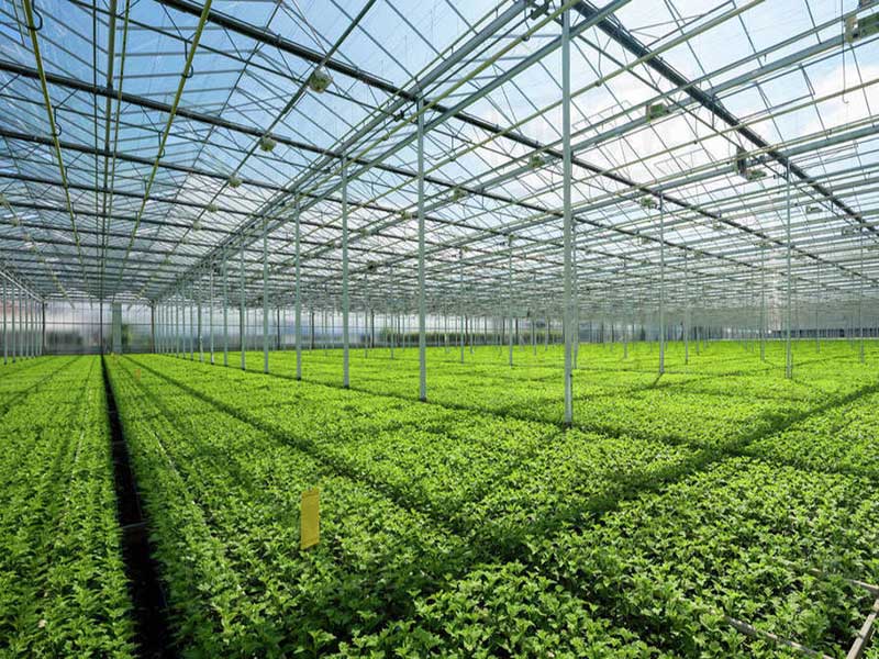 Objectives, advantages and disadvantages of greenhouse cultivation