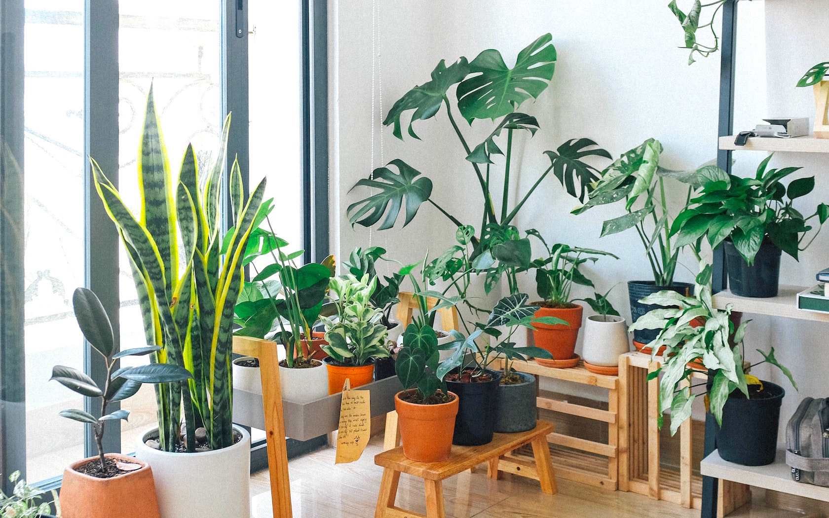 14 ways to deal with the pests of apartment pots