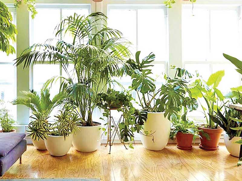 نگهداری گیاهان در خانه یا گلخانه: چگونه رطوبت را کاهش دهیم؟