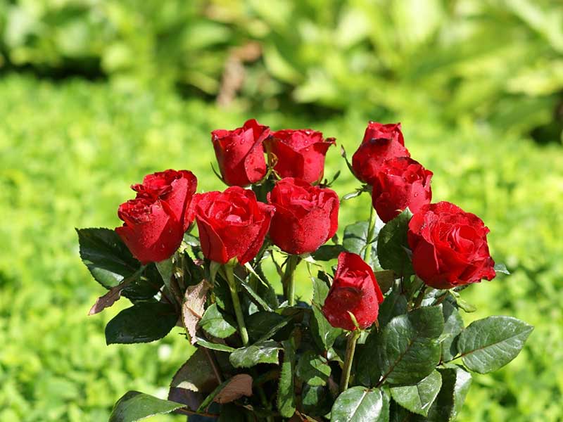 A justification for the production and cultivation of roses in hydroponic greenhouses