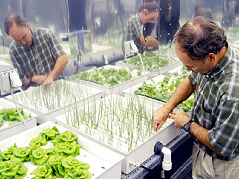 Introduction to Hydroponic Cultivation