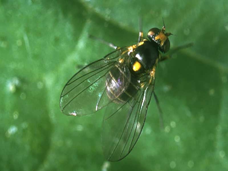 مقاومة أصناف عمال المناجم الدفيئة لذباب المنو ورقة خضراء (تراجع.: Agromyzidae) Liriomyza sativae في الدفيئة