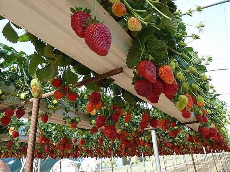 Greenhouse fruits and vegetables