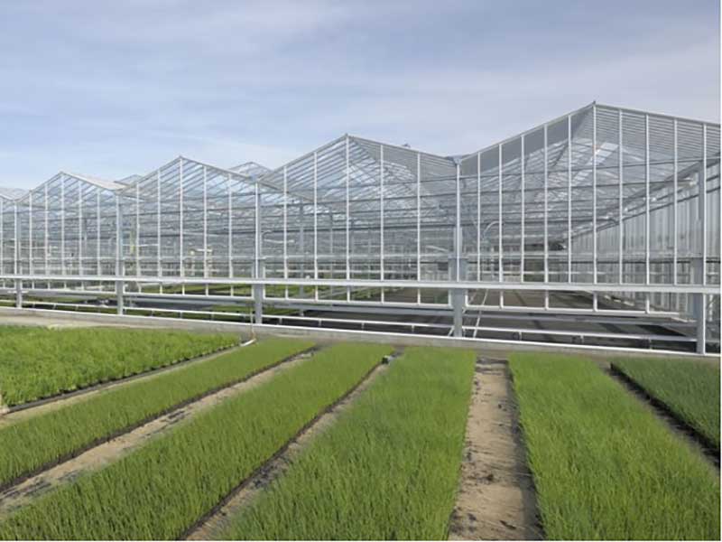 Greenhouse Cultivation