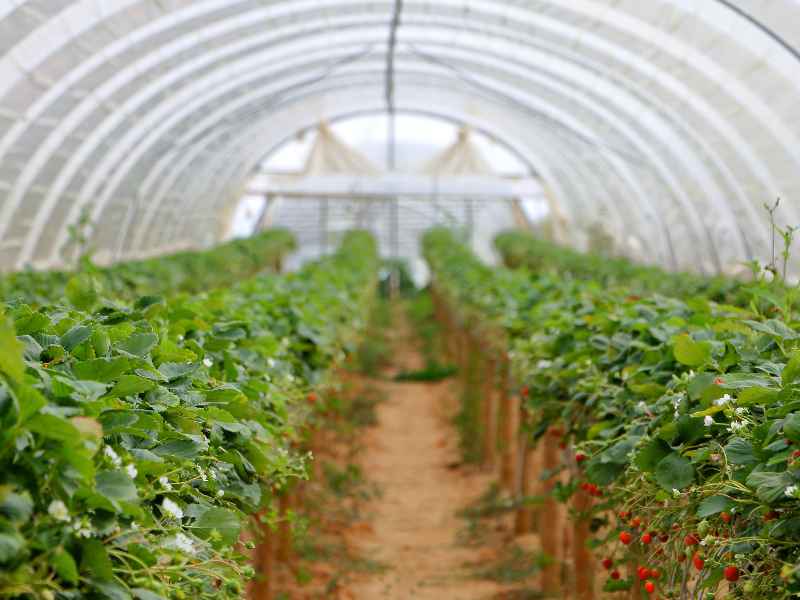 The cost of building a 1000 meter hydroponic greenhouse