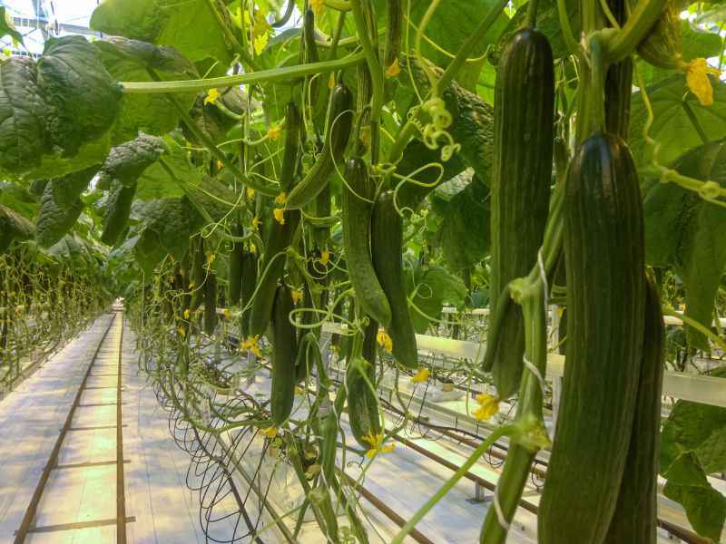 The cost of building a cucumber greenhouse