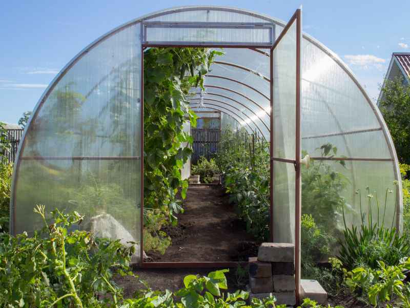 Everything about building a greenhouse From obtaining a license to purchasing the required equipment