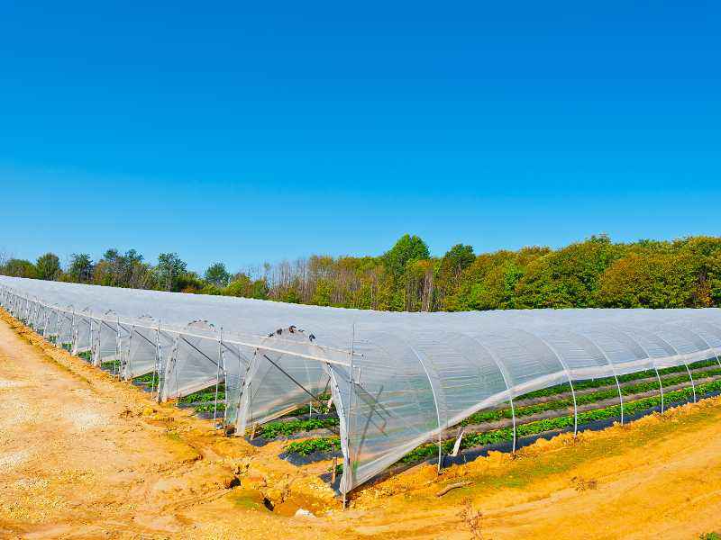 Types of greenhouses according to climate