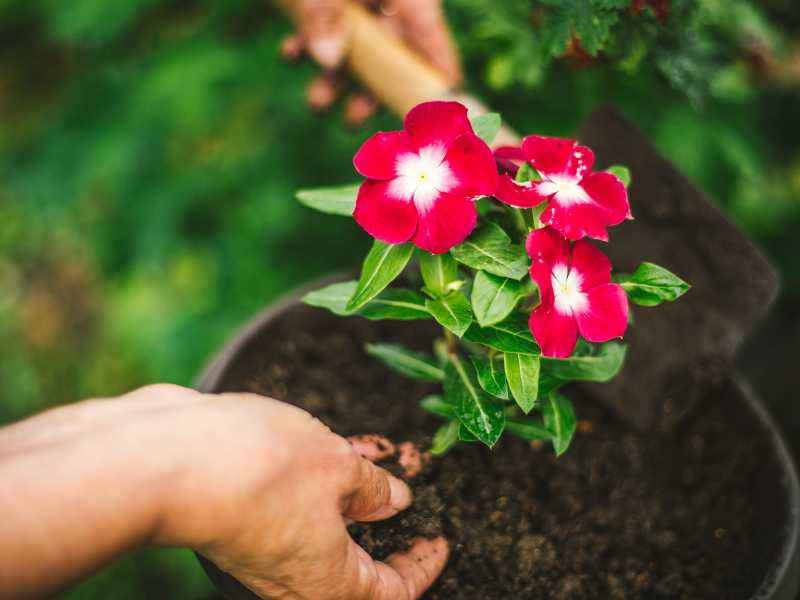 How to pack flowers for export