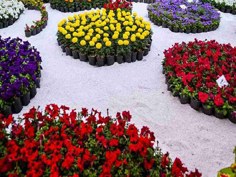 The opening of a specialized flower and plant exhibition in Qarchak