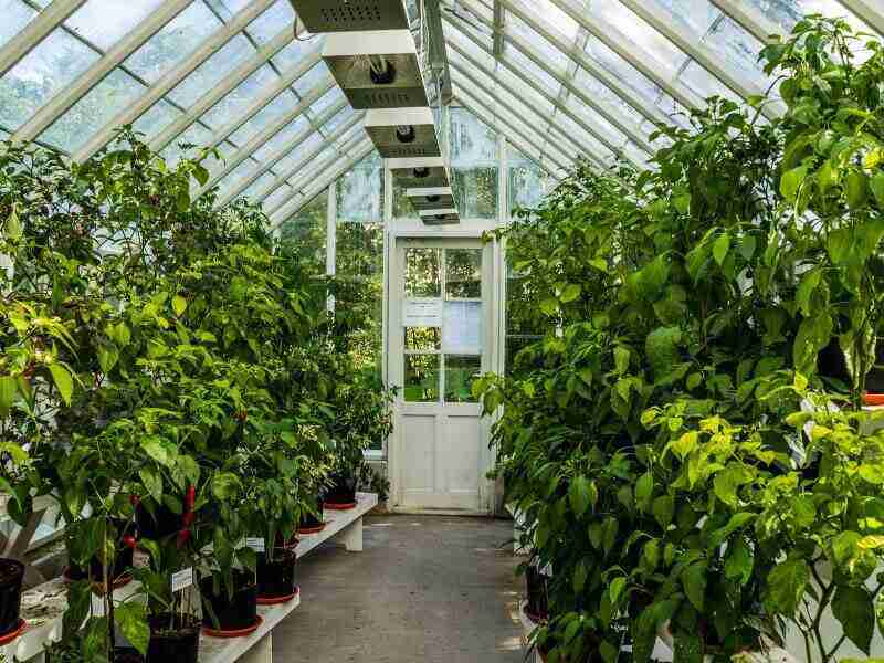 Types of greenhouse roofs based on their appearance