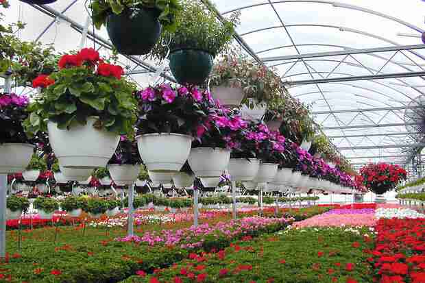 افتتاح المعرض الوطني للزهور والنباتات في يزد