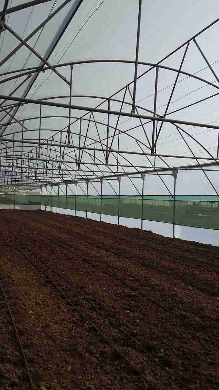 Sulaimaniyah Greenhouse Construction Project