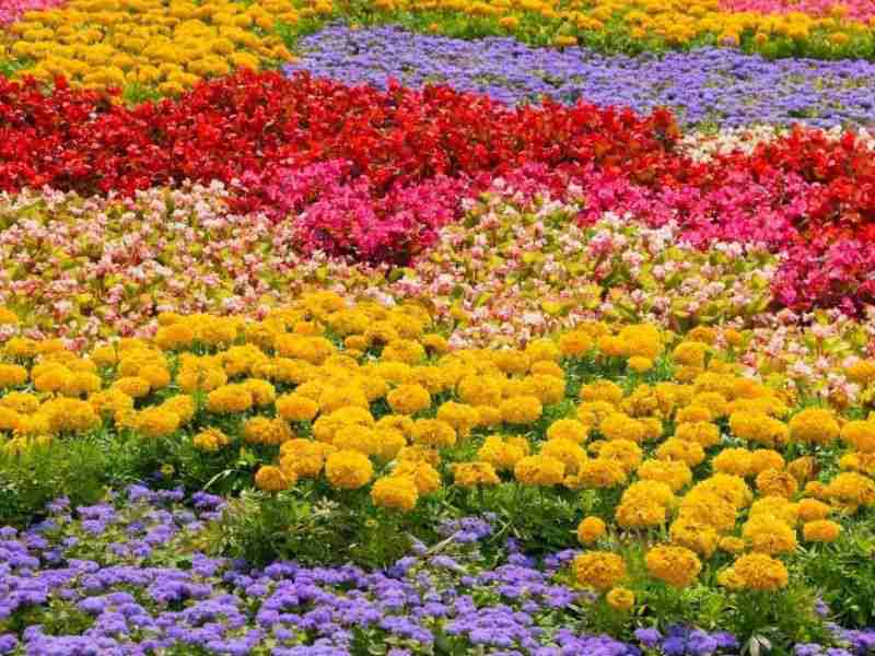 تولید 30 میلیون گل و گیاه زینتی در گلستان