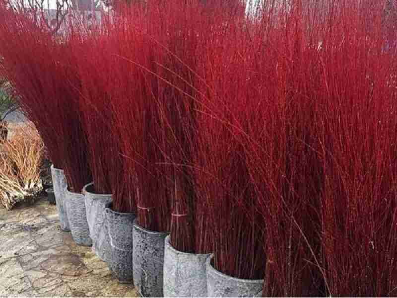 ۷۰ هکتار باغ درختچه زینتی بید قرمز در محلات وجود دارد