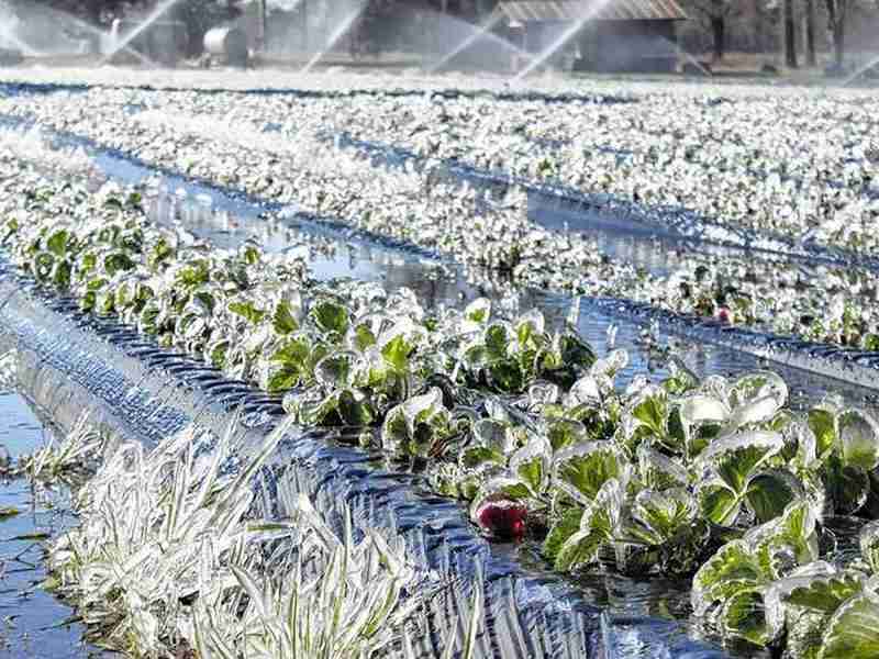 احتمال سرمازدگی محصولات کشاورزی جنوب کرمان