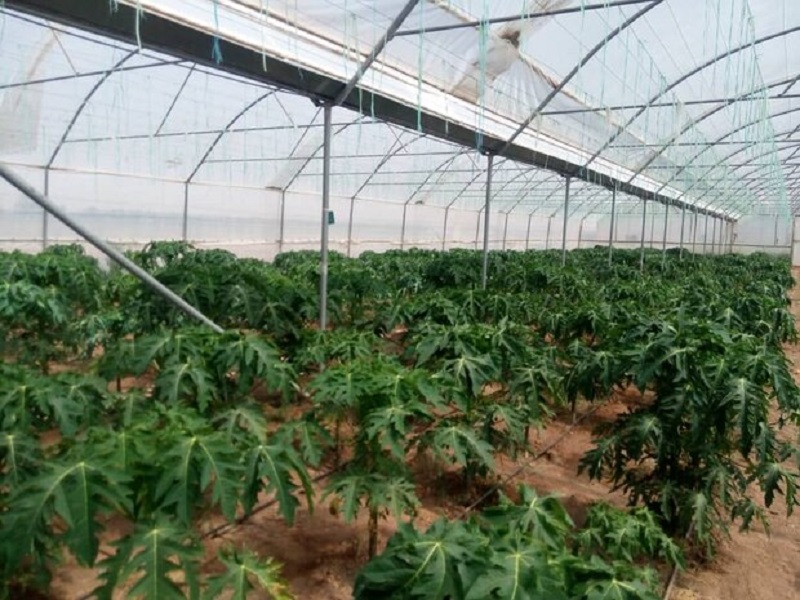 Planting of "papaya" plant for the second time in Niriz