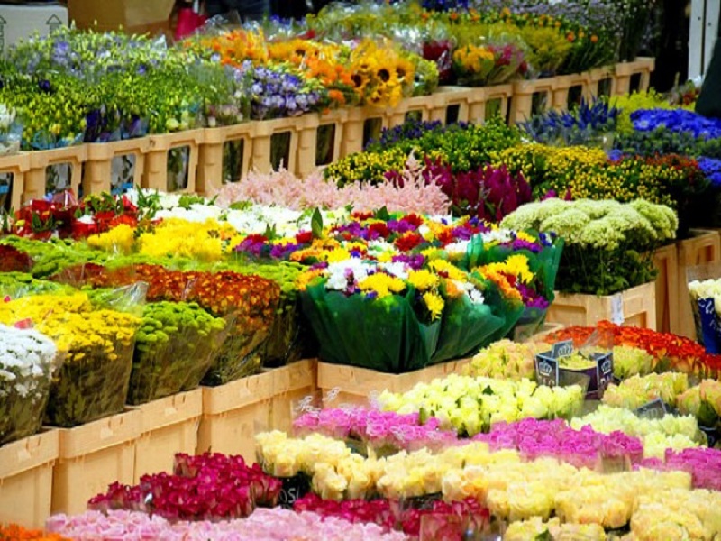 مازندران هي مركز إنتاج الزهور والنباتات في البلاد