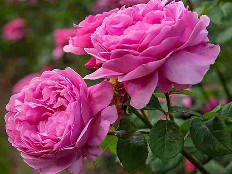 For the perfumery industry, the cultivation of superior types of roses is increasing