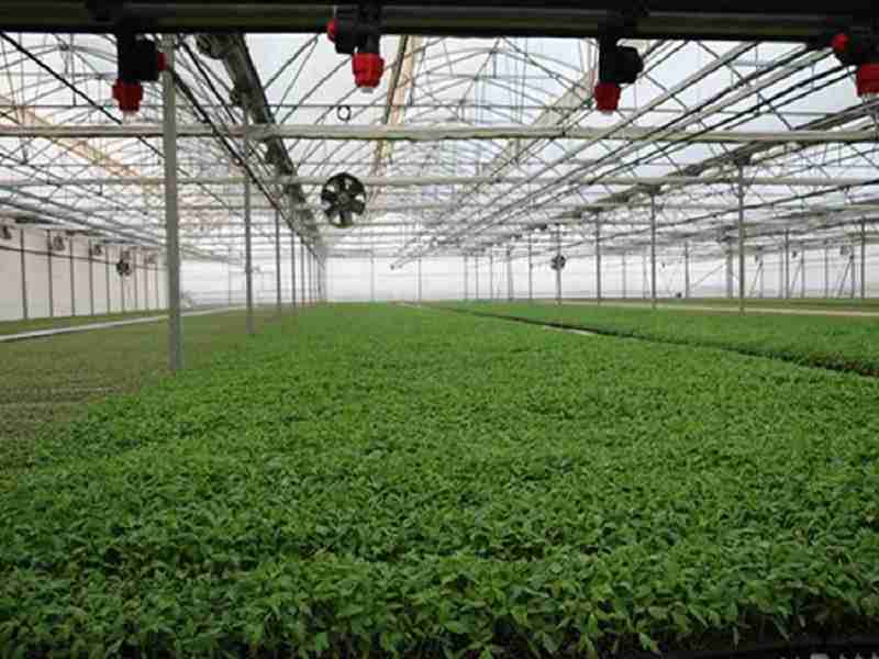 Advantages of building a vegetable greenhouse