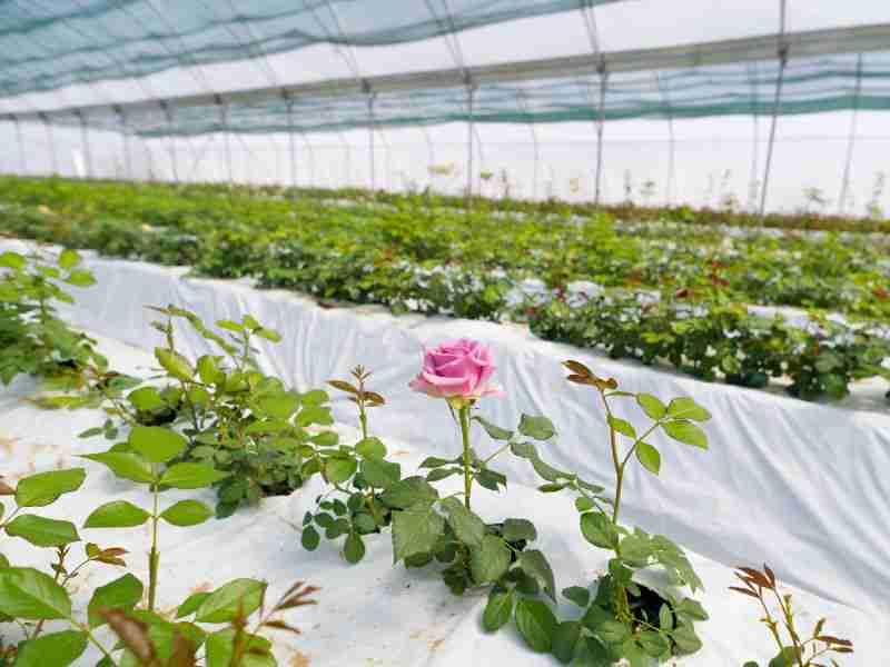 Advantages of building a greenhouse for growing roses