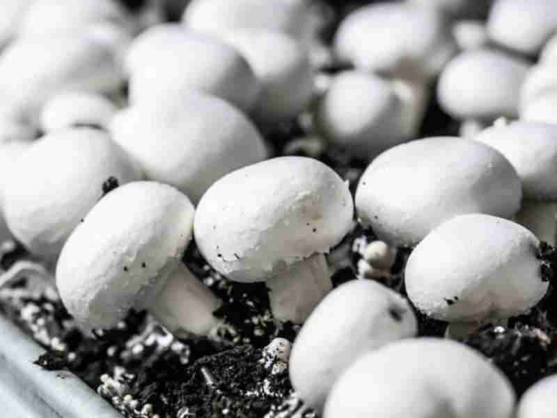 Advantages of building a greenhouse for growing mushrooms