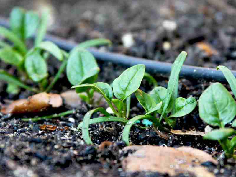 ساخت گلخانه پرورش سبزیجات