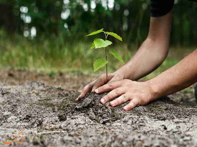 کاشت رایگان درخت تا روز درختکاری | کاشت درخت رایگان در منازل شهروندان