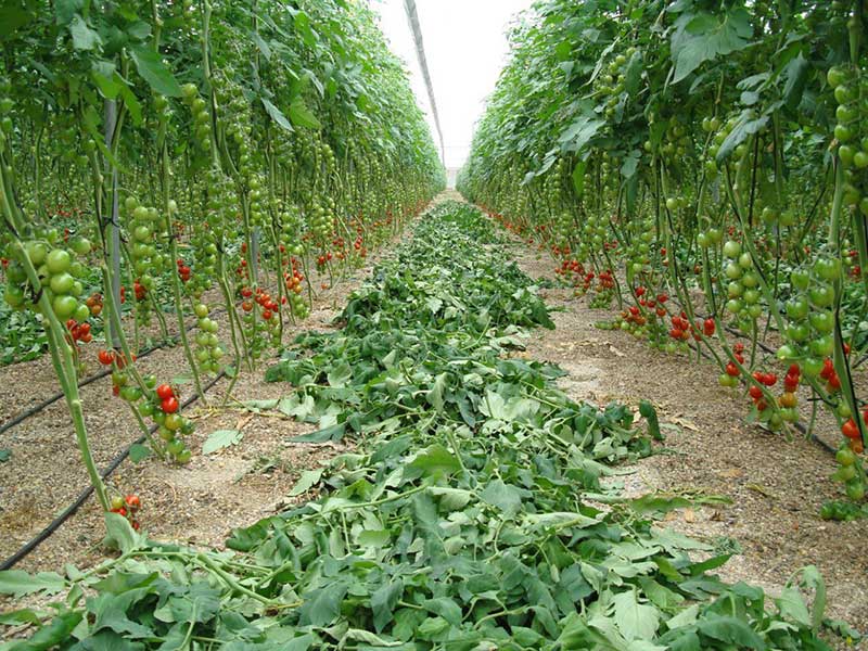 اجرای بسترهای کاشت هیدروپونیک
