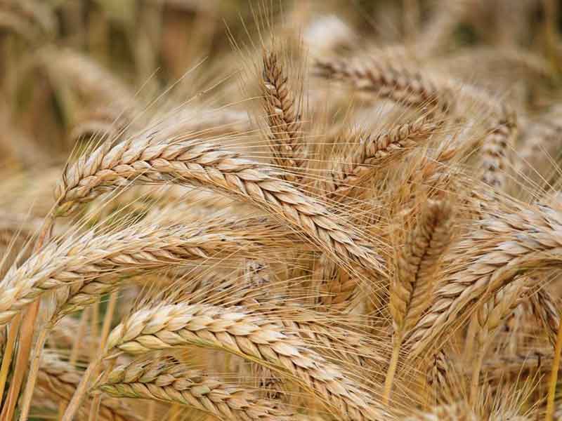 What is the news about determining the guaranteed purchase price of wheat?
