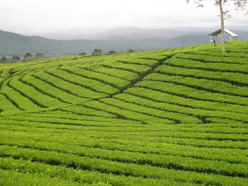 Stop buying Iranian tea from Sri Lanka
