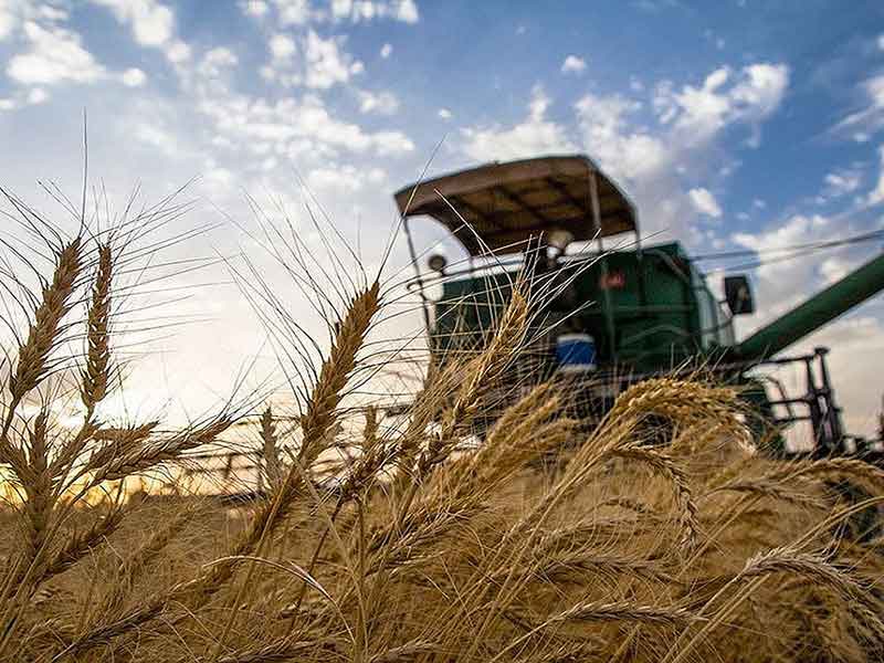 رشد ۵ درصدی کشت گندم در خوزستان