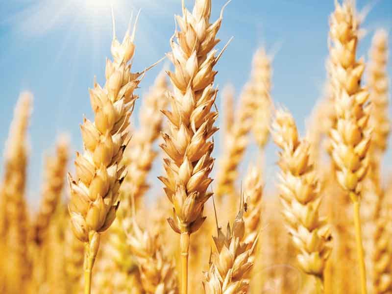 The announced price of wheat is not reasonable at all/the government is not looking for economic agriculture/the parliament representatives should enter