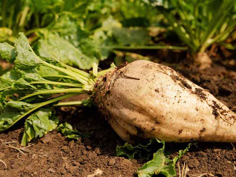 Correcting and increasing the price of sugar beet in accordance with the upward trend of production costs