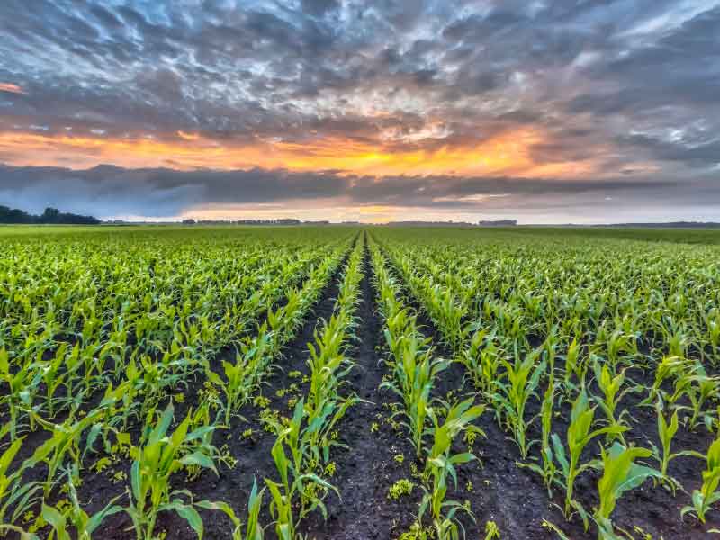 سلامة الأرض الزراعية لها تأثير على كفاءة الميكنة