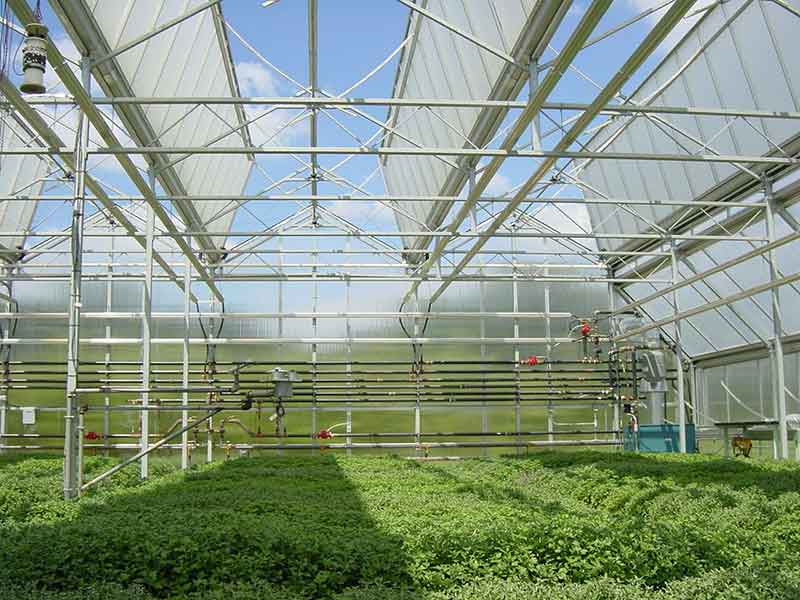 Direction of greenhouses and air flow in the greenhouse