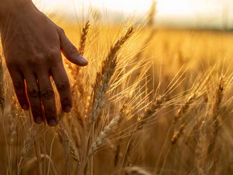 Experts warn about the possibility of a global wheat crisis
