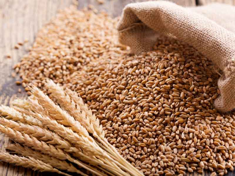 قیمت گندم حداقل باید 18 هزار تومان شود / نرخ ۱۳ هزار تومانی گندم غیرمنصفانه است / کشاورز رغبتی برای تولید ندارد
